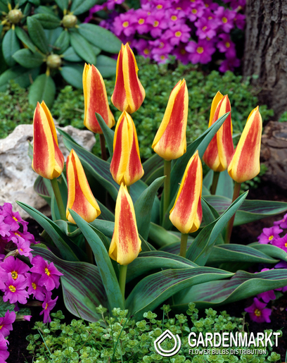 Tulipan Niski Kaufmanna Giuseppe Verdi 5 szt.