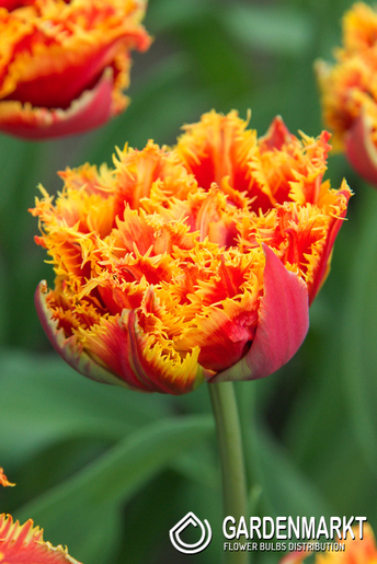 Tulipan Pełny Gold Dust 5 szt.
