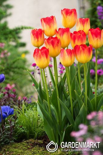 Tulipan Triumph Suncatcher  5 szt.