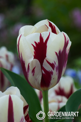 Tulipan Triumph Grand Perfection 5 szt.