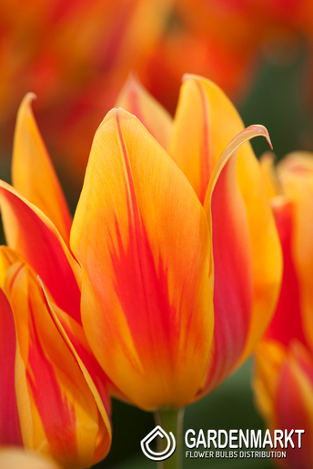 Tulipan Niski Greiga Winnipeg 5 szt.