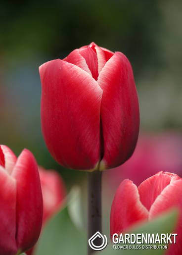 Tulipan Triumph Kung Fu 5 szt.