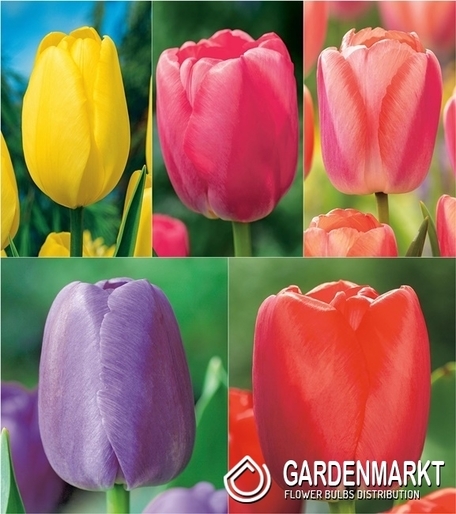 Zestaw Tulipan Darwina 3
