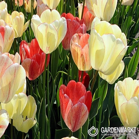 Tulipan Silverstream 5 szt.