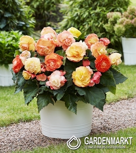 Begonia Superba Bolero - Pastelowy Mix 1 szt.