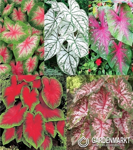 Zestaw Caladium- Kaladium