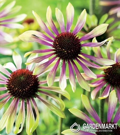 Echinacea - Jeżówka Green Twister 1 szt.
