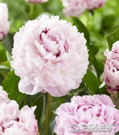 Paeonia - Piwonia The Fawn 1 szt.