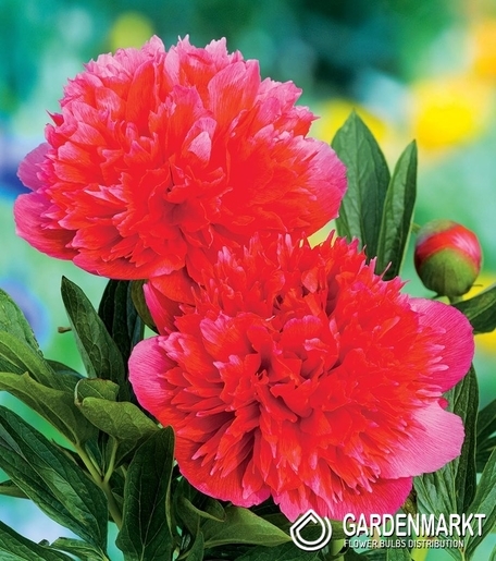 Paeonia - Piwonia Officinalis Rubra Plena 1 szt.