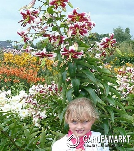 Lilia Ot - Drzewiasta Miss Lily 1 szt.