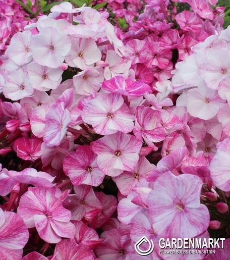 Phlox - Płomyk Wiechowaty Freckle Red Shades 1 szt.