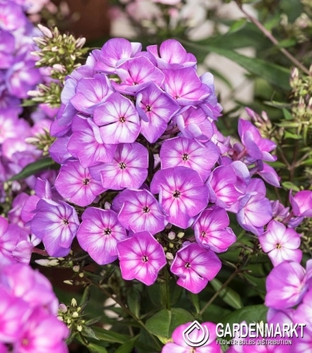Phlox - Płomyk Wiechowaty Olympus 1 szt.