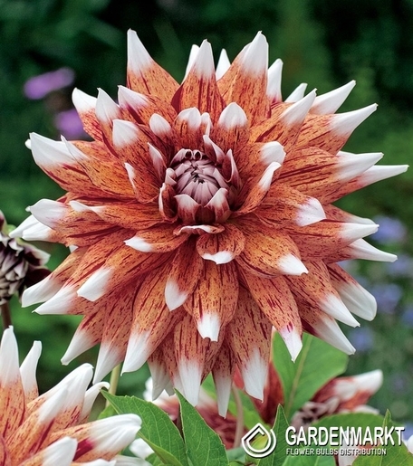 Dalia Dekoracyjna Striped Duet 1 szt.