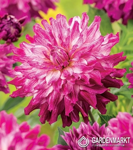 Dalia Dekoracyjna Cloudy Sky 1 szt.