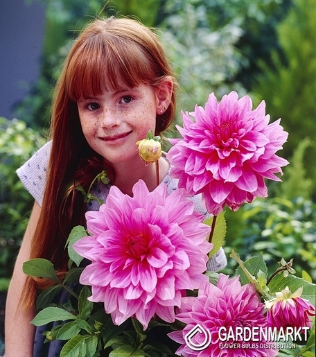 Dalia Dekoracyjna Lucky Number 1 szt.