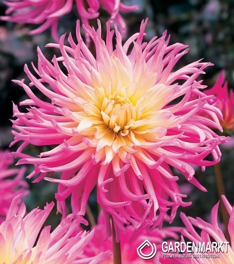 Dalia Kaktusowa Star's Favourite 1 szt.