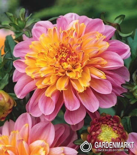 Dalia Anemonowa Life Style 1 szt.