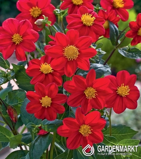 Dalia Mignon Czerwona 1 szt.