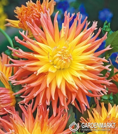 Dalia Kaktusowa Fringed Star 1 szt.