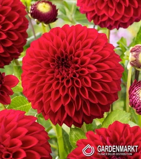 Dalia Pomponowa Boom Boom Red 1 szt.