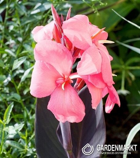 Canna - Paciorecznik Champion 1 szt.