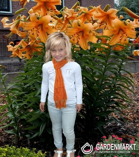 Lilia Drzewiasta Orange Space 1 szt.