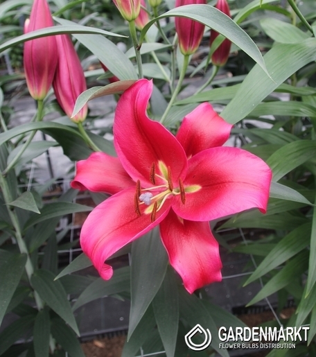 Lilia Drzewiasta Red Desire 1 szt.