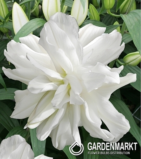 Lilia Roselily Petronella 1 szt.