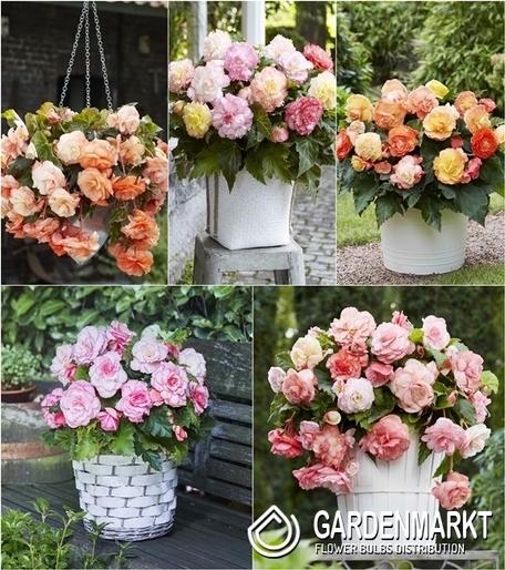Zestaw Begonia Dla Kolekcjonera 5/+