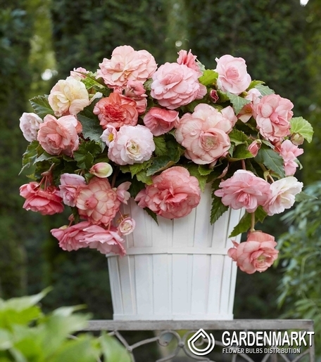Begonia Splendide Flamenca 1 szt.