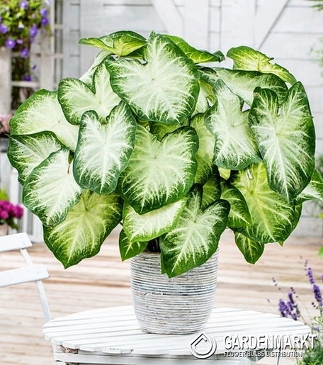 Caladium - Kaladium Aaron 1 szt.