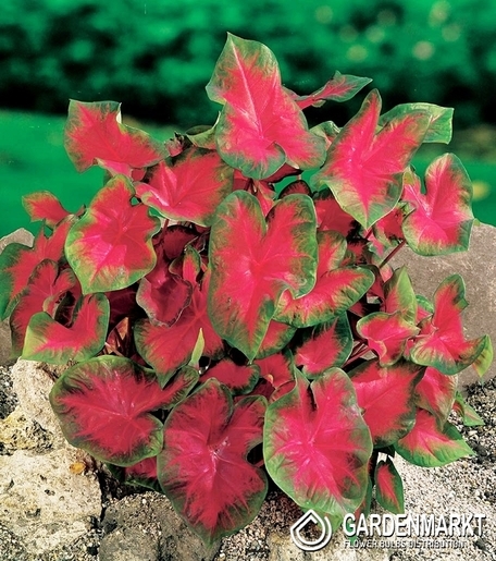 Caladium - Kaladium Blaze 1 szt.