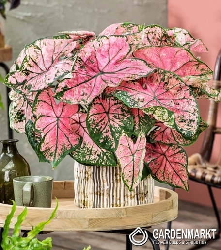 Caladium - Kaladium Festivia 1 szt.