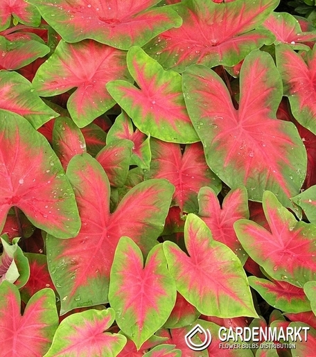 Caladium - Kaladium Florida Cardinal 1 szt.