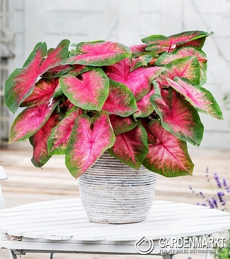 Caladium - Kaladium John Peed 1 szt.