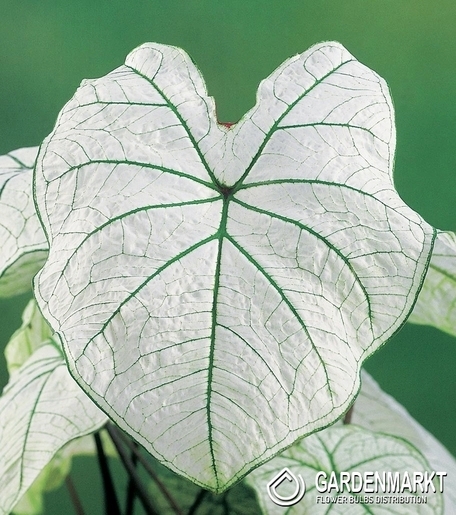 Caladium - Kaladium June Bride 1 szt.