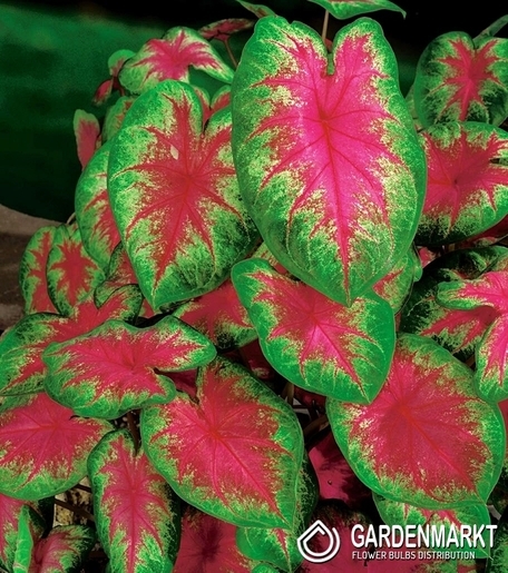 Caladium - Kaladium Kathleen 1 szt.