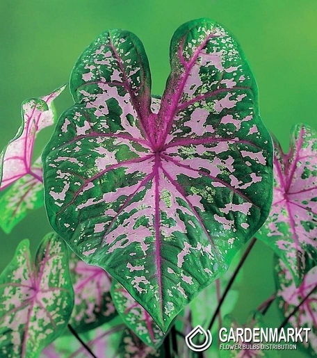 Caladium - Kaladium Pink Cloud 1 szt.