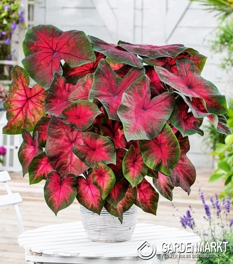 Caladium - Kaladium Postman Joyner 1 szt.