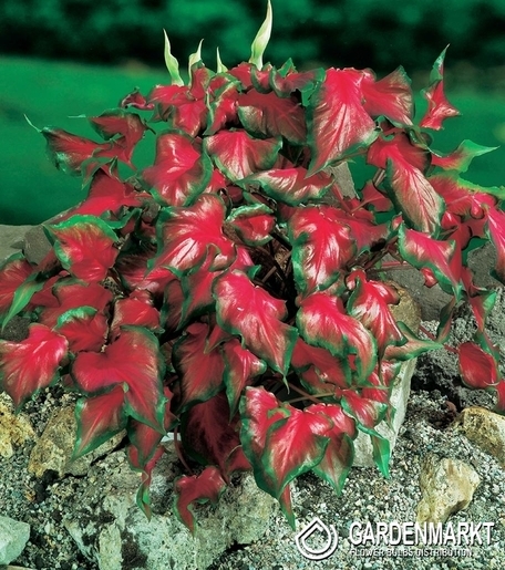 Caladium - Kaladium Red Frill 1 szt.