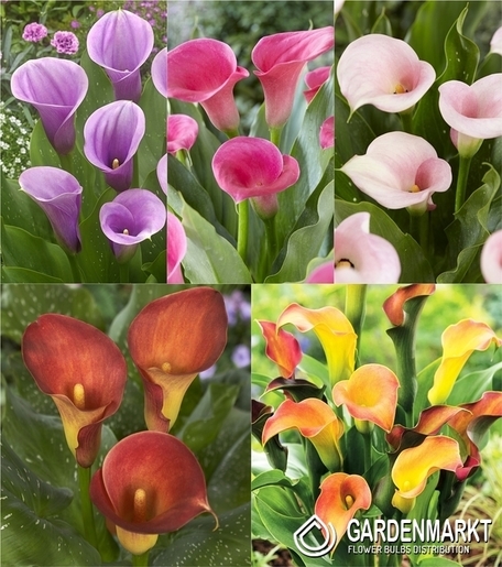 Zestaw Zantedeschia - Kalla Dwukolorowa "4" 18/20