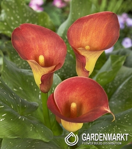Zantedeschia - Kalla Captain Trinity 1 szt.