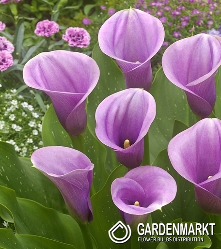 Zantedeschia - Kalla Violetta 1 szt.