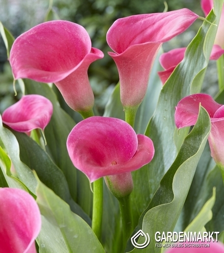 Zantedeschia - Kalla Captain Samba 1 szt.