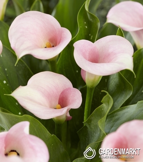 Zantedeschia - Kalla Captain Melrose 1 szt.