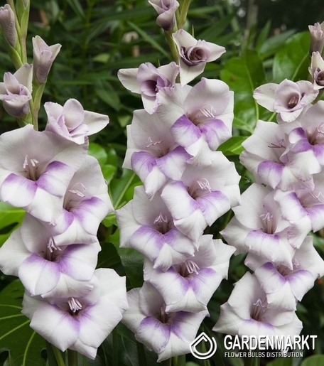 Gladiolus - Mieczyk Condor Pasa 5 szt.