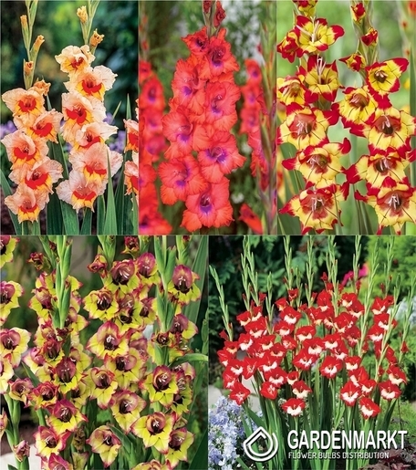 Zestaw Gladiolus - Mieczyk "21" 12/14