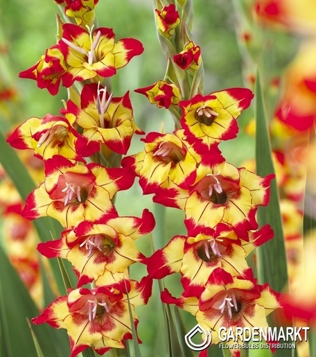 Gladiolus - Mieczyk Farah 5 szt.