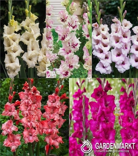 Zestaw Gladiolus - Mieczyk "23" 12/14