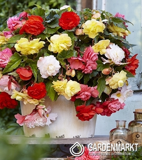 Begonia Zwisająca Pełna 5 Szt